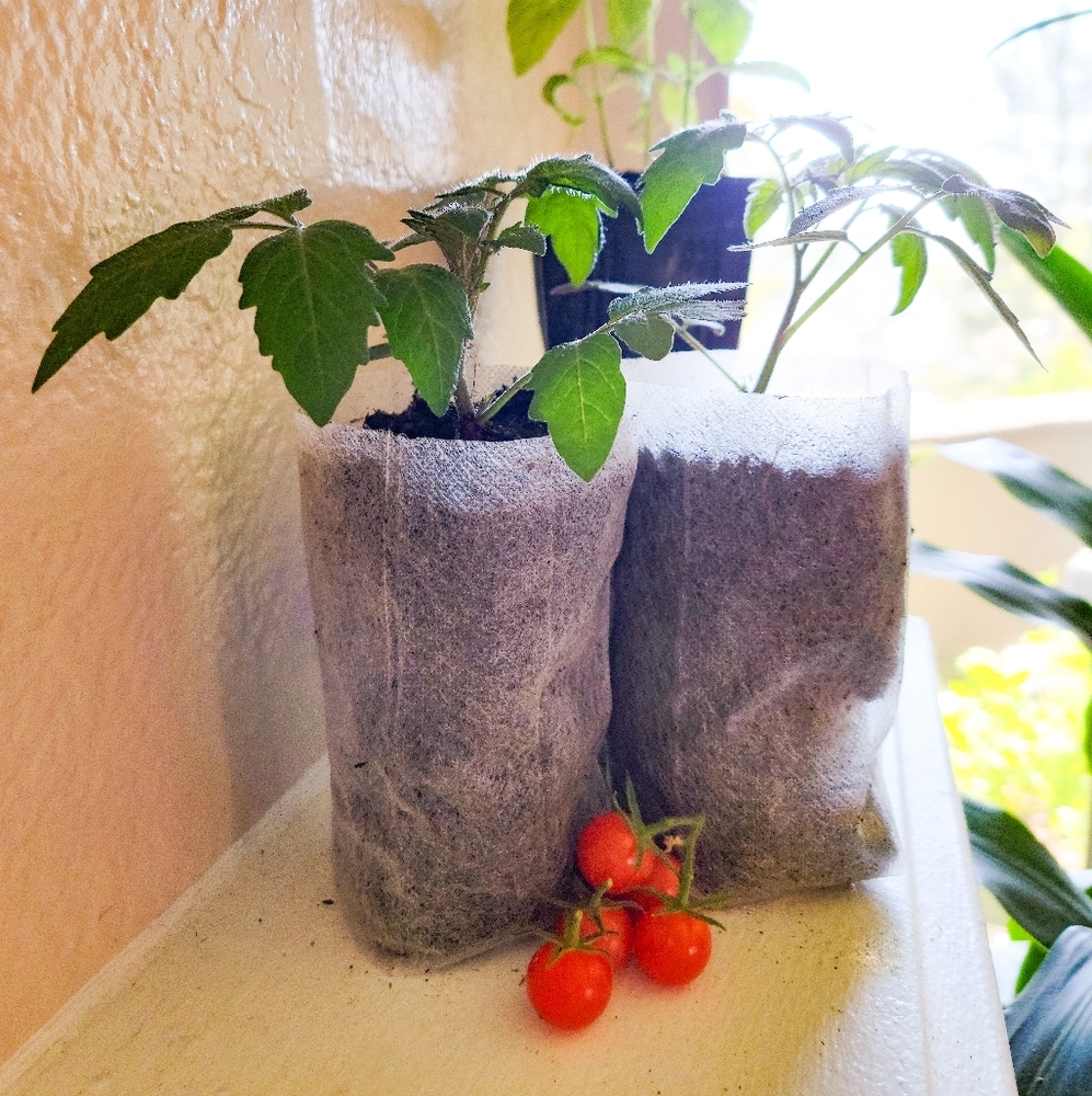 2 Live Plants, Supersweet 100 Cherry Tomato